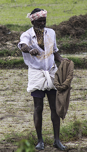 From Season of Rice - Fertilizing the Fields, Kerala - Southern India